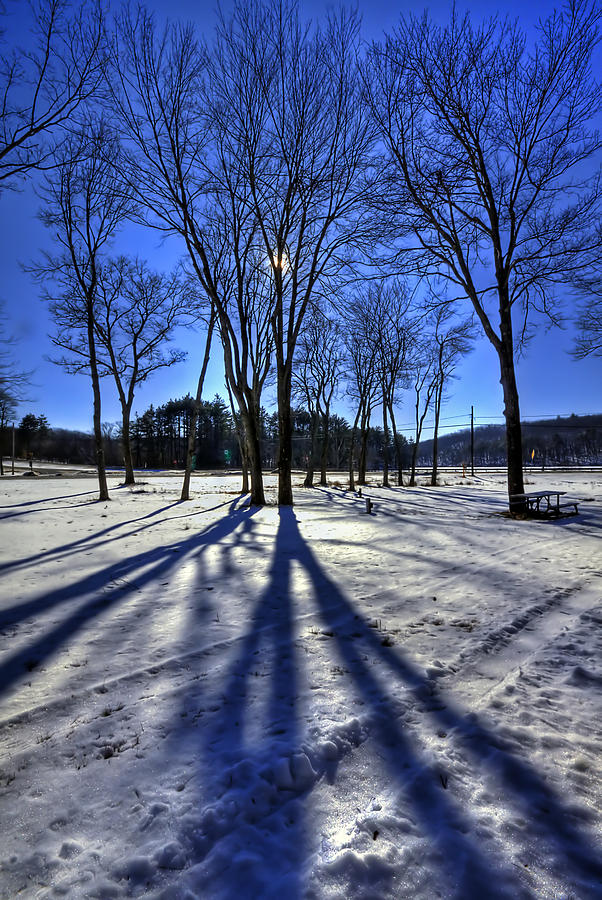 Winter Photograph - Shining Through by Evelina Kremsdorf