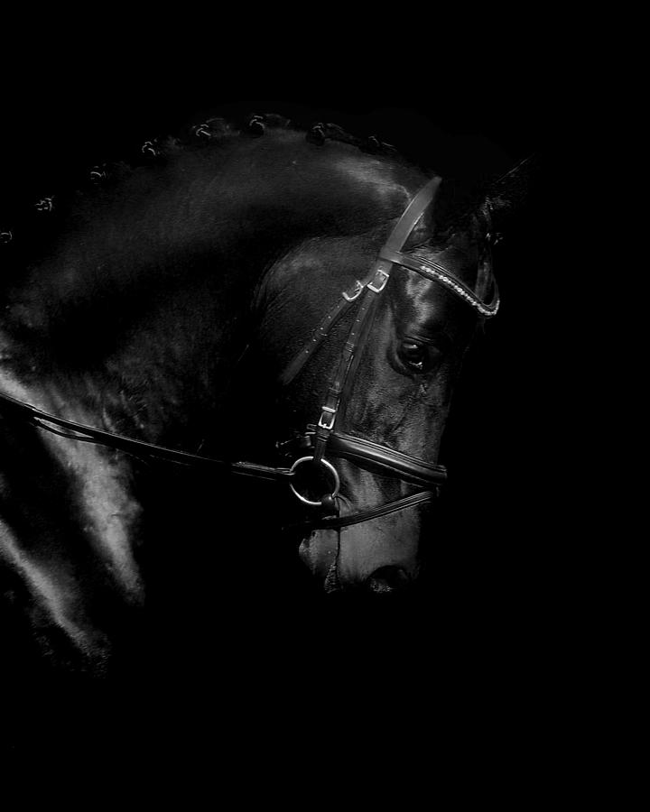 Shiny Black Horse Photograph