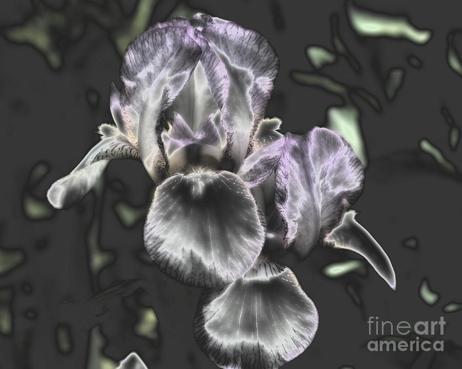 Shiny Irises Photograph by Smilin Eyes Treasures