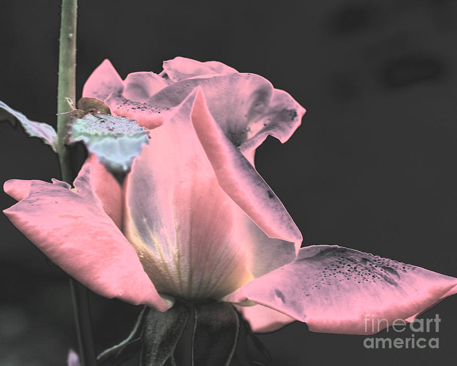 Shiny Pink Rosebud Photograph by Smilin Eyes Treasures
