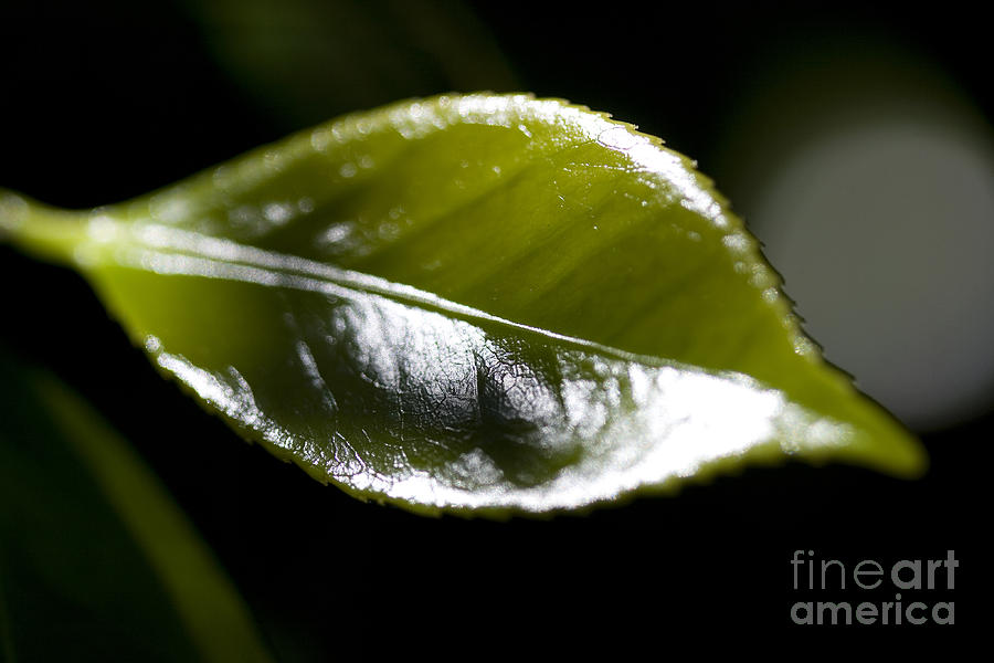 Shiny Serrated Leaf Photograph by Wernher Krutein