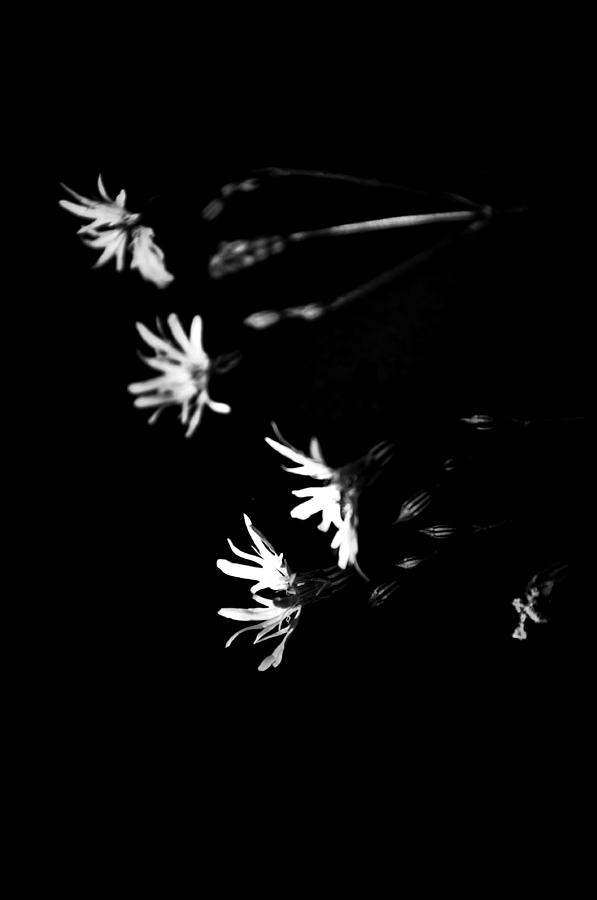 Black And White Photograph - Shiny stars by Damijana Cermelj