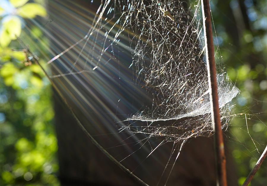 Ship-Like spider web at the light Photograph by Lilia S