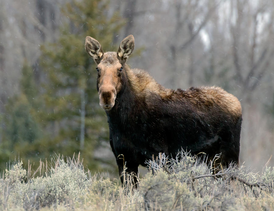 Shiras Moose Photograph by Nicholas Blackwell