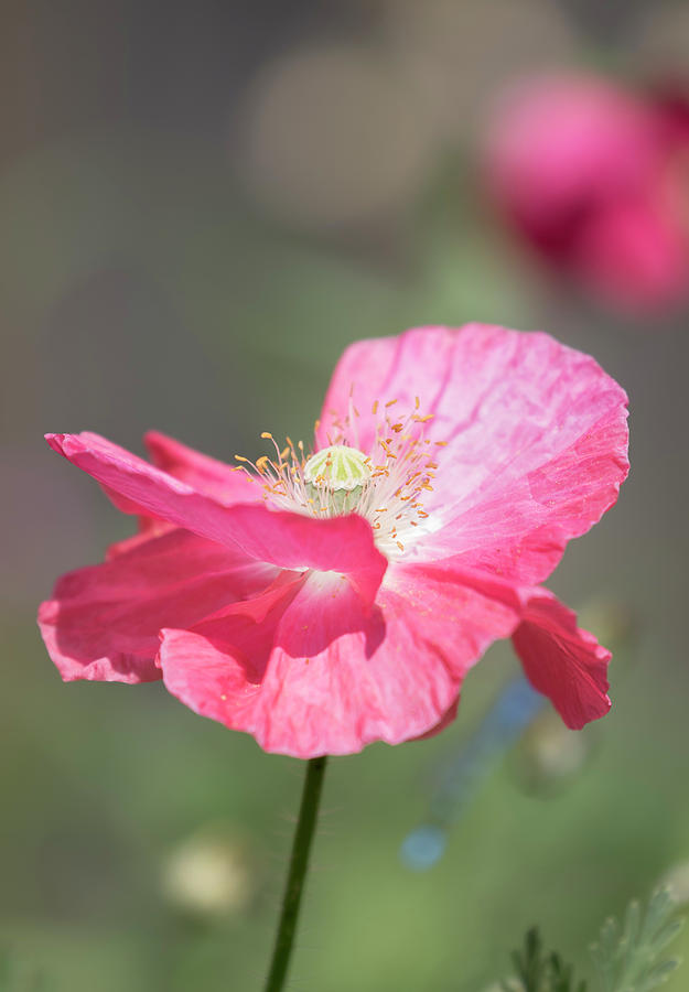 Shirley Poppy 2017-1 Photograph by Thomas Young