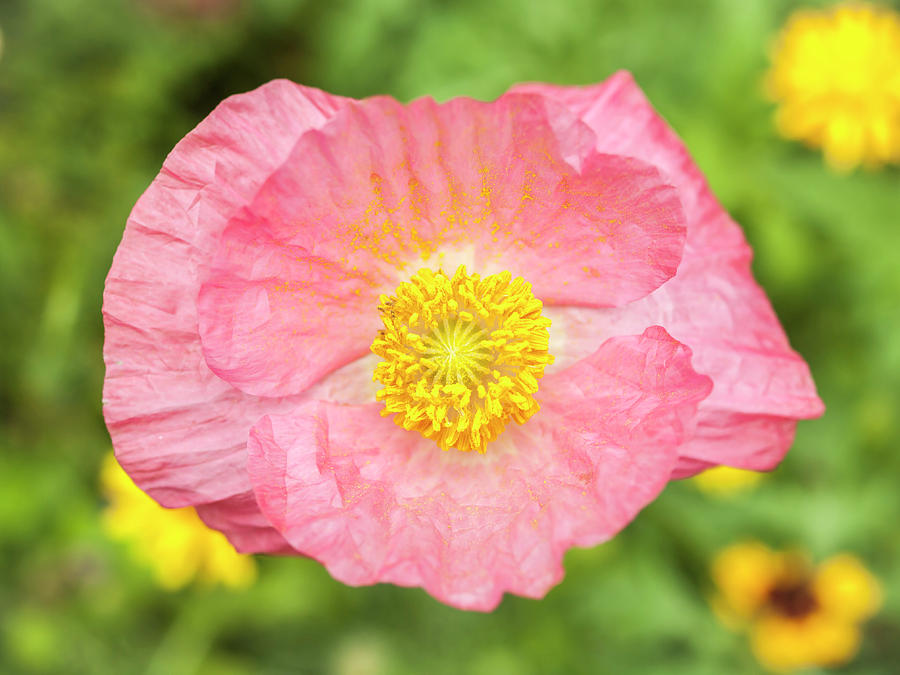 Shirley Poppy 2017-2 Photograph by Thomas Young