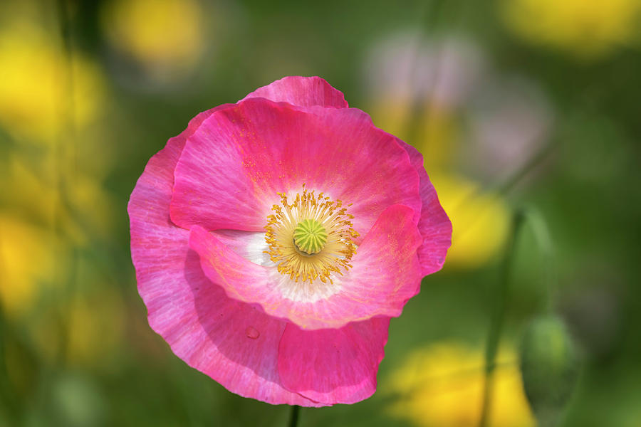 Shirley Poppy 2017-4 Photograph by Thomas Young