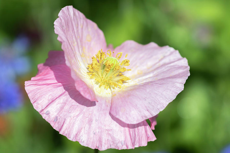 Shirley Poppy 2018-1 Photograph by Thomas Young