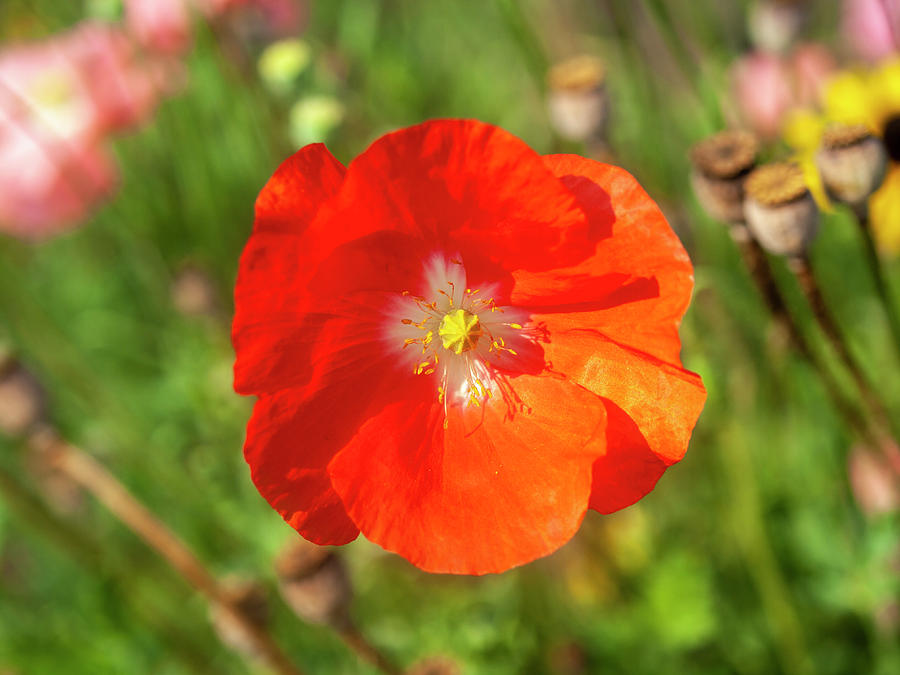 Shirley Poppy 2018-10 Photograph by Thomas Young