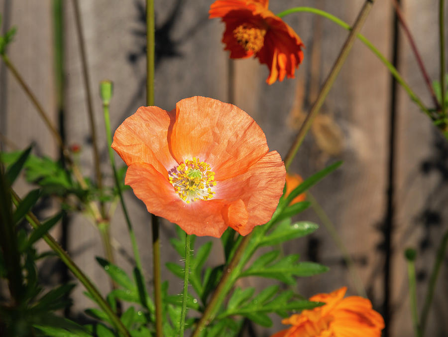 Shirley Poppy 2018-12 Photograph by Thomas Young