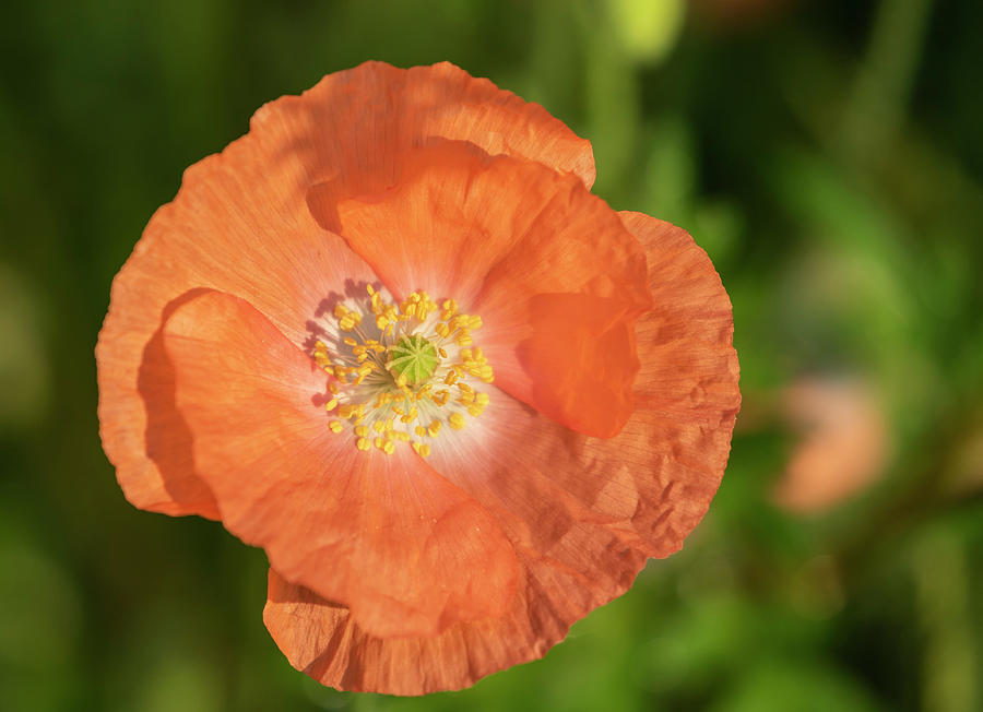 Shirley Poppy 2018-13 Photograph by Thomas Young