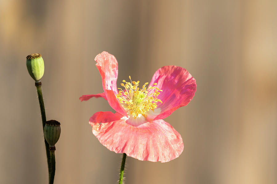 Shirley Poppy 2018-14 Photograph by Thomas Young