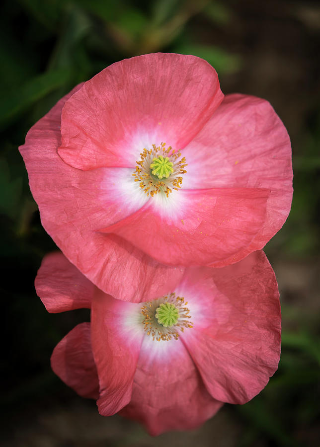 Shirley Poppy 2018-15 Photograph by Thomas Young