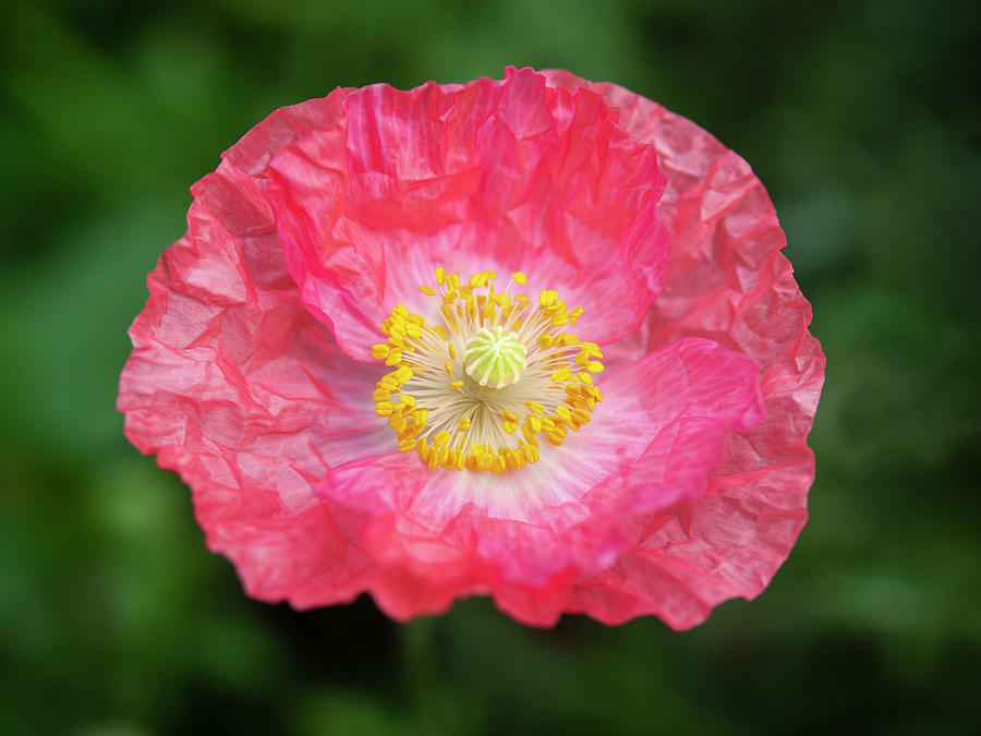 Shirley Poppy 2018-16 Photograph by Thomas Young