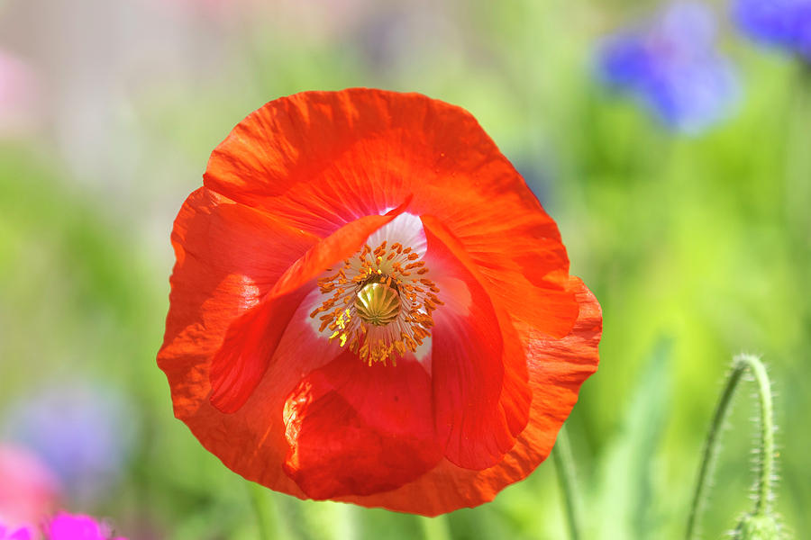 Shirley Poppy 2018-2 Photograph by Thomas Young