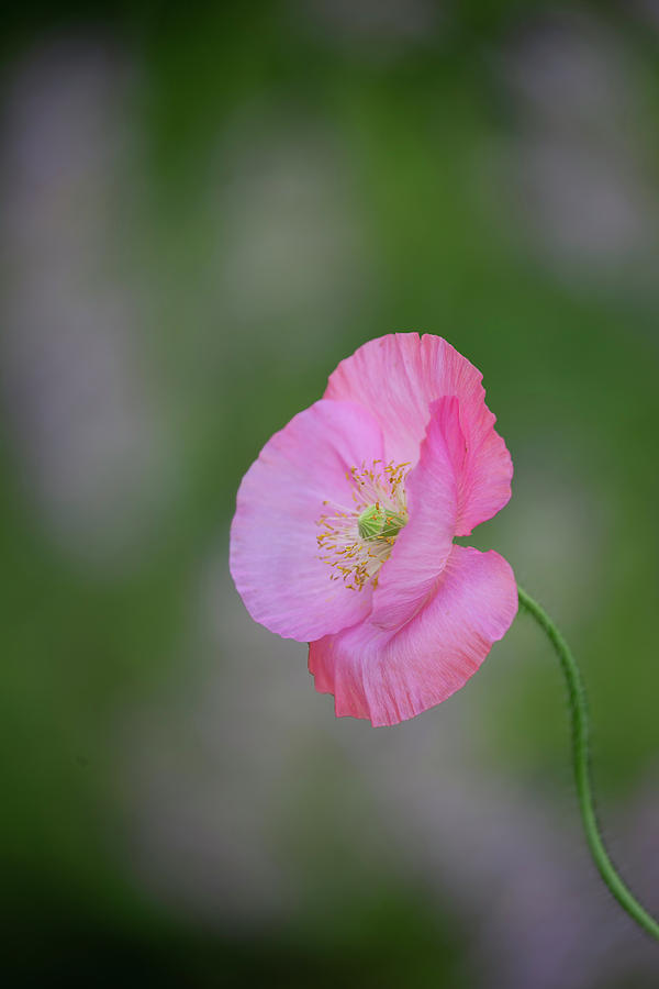 Shirley Poppy 2018-3 Photograph by Thomas Young