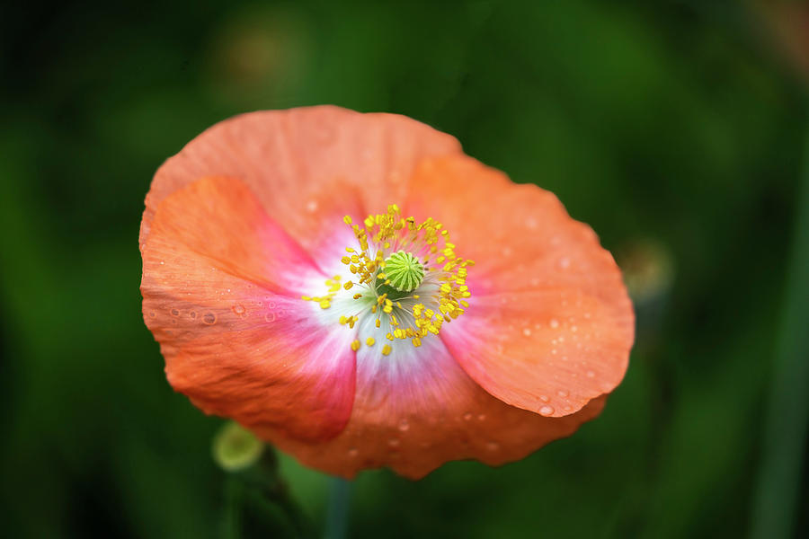 Shirley Poppy 2018-4 Photograph by Thomas Young