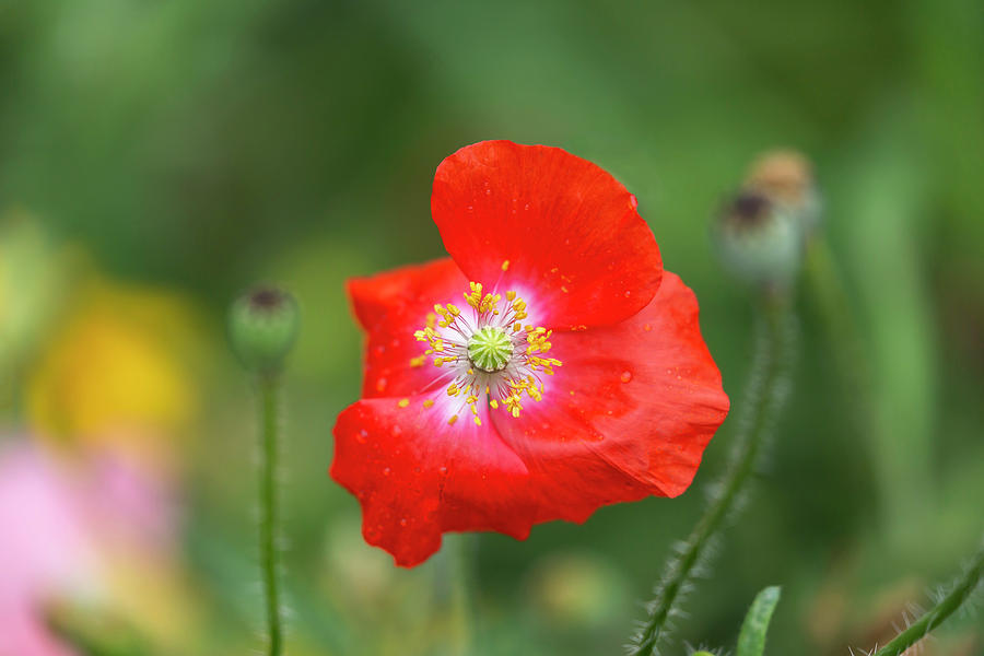Shirley Poppy 2018-5 Photograph by Thomas Young