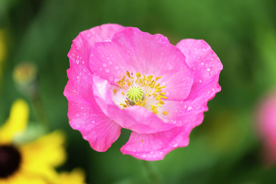 Shirley Poppy 2018-7 Photograph by Thomas Young