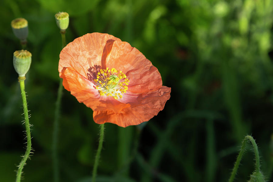 Shirley Poppy 2018-8 Photograph by Thomas Young