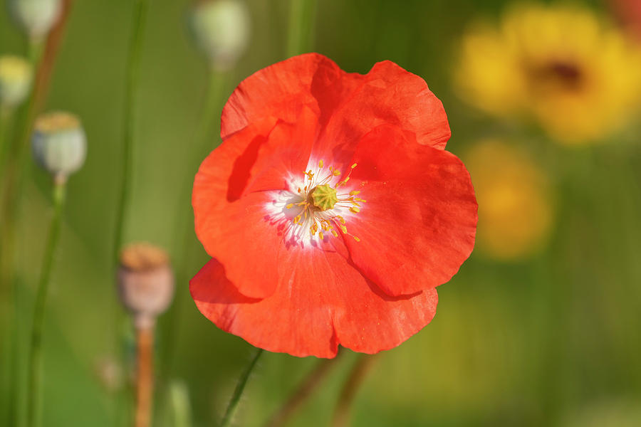 Shirley Poppy 2018-9 Photograph by Thomas Young