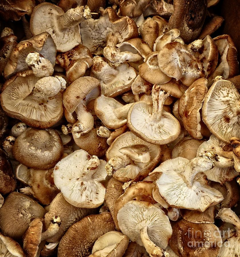Shitake  Mushrooms 2 Photograph by Dee Flouton