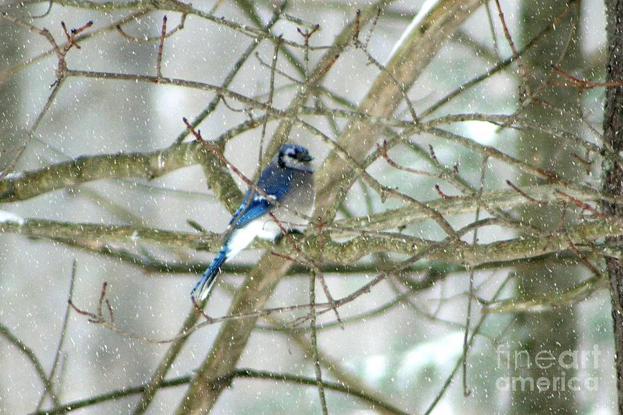 Blue Jay Photograph - Shiver by Barbara S Nickerson
