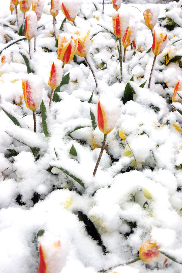 Shivering Tulips 2 Photograph by Jez C Self