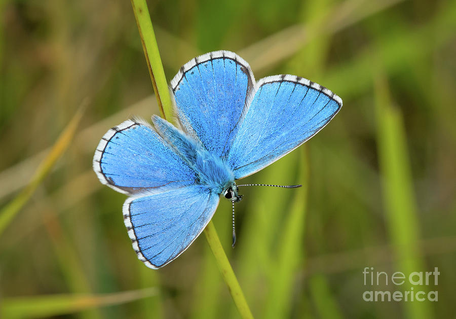 Shocking Blue Butterfly by Paul Farnfield Shocking Blue Butterfly by Paul Farnfield