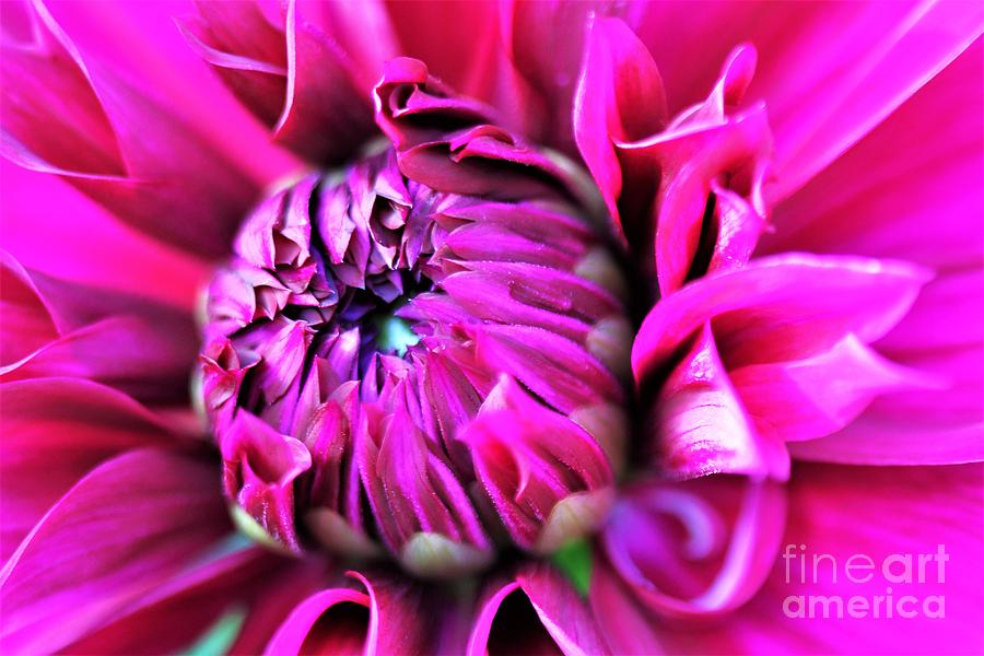 Shocking Pink Dahlia 1 Photograph by Tracey Lee Cassin