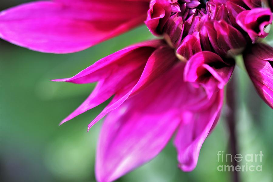 Shocking Pink Dahlia 2 Photograph by Tracey Lee Cassin