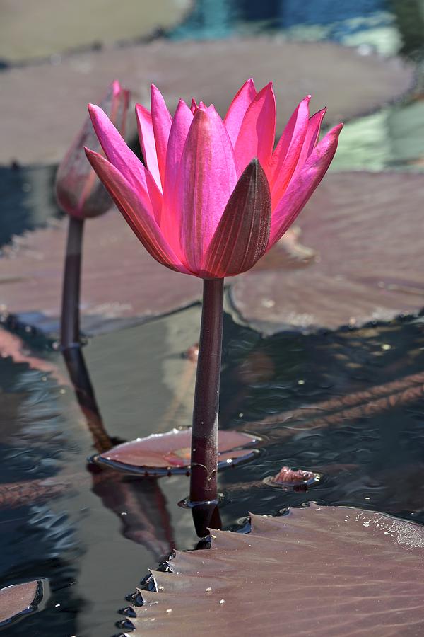 Shocking Pink Waterlily Photograph by Tana Reiff