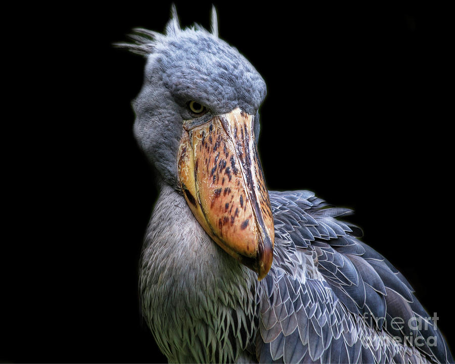 Stork Photograph - Shoe-billed Stork portrait by TN Fairey