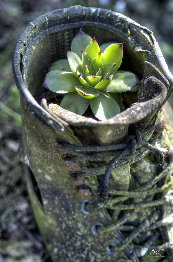 Shoe Plant 2 Photograph by Sam Davis Johnson