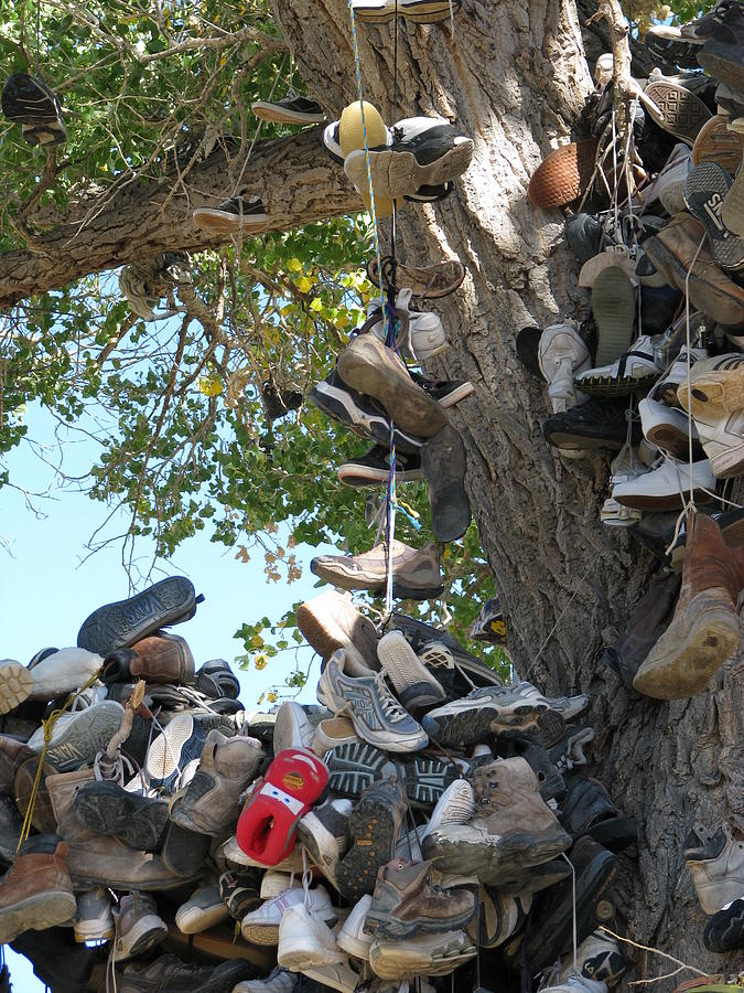 Shoe Tree Photograph - Shoe Tree CloseUp by Edward Hass