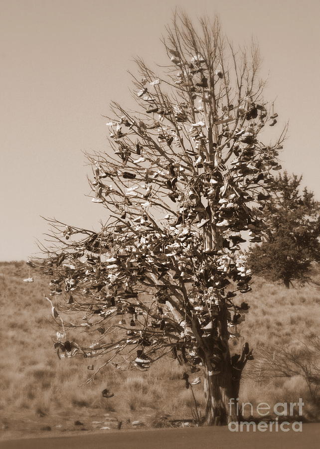 Shoe Tree in Sepia Photograph by Carol Groenen