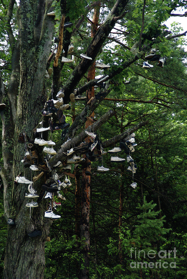Shoe Tree Photograph by Linda Shafer