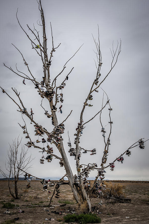 Shoe Tree Photograph by Paul Freidlund
