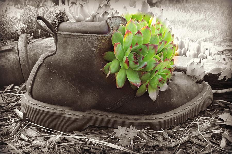 Shoe with Plant Photograph by Julie Dybevik - Fine Art America