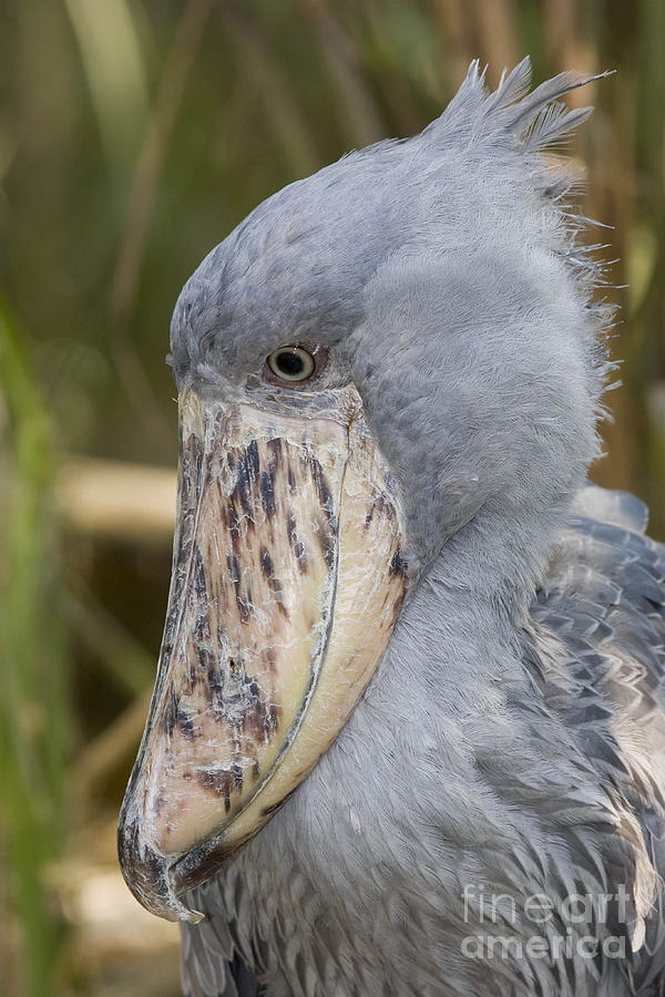 pictures of a shoebill stork