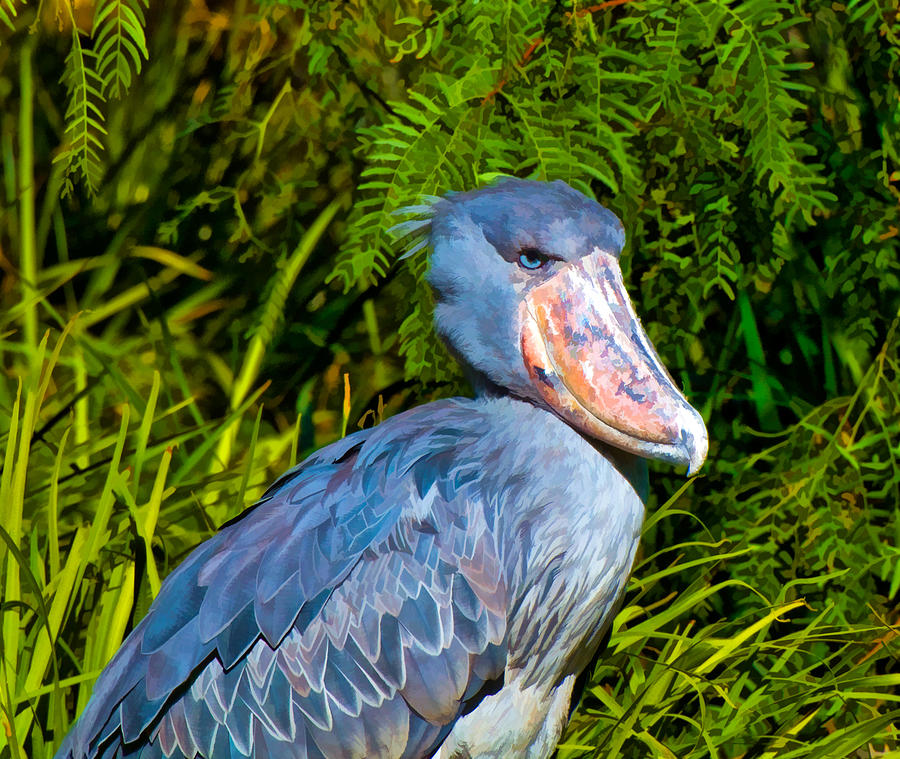 Shoebill Stork Photograph by Ginger Wakem