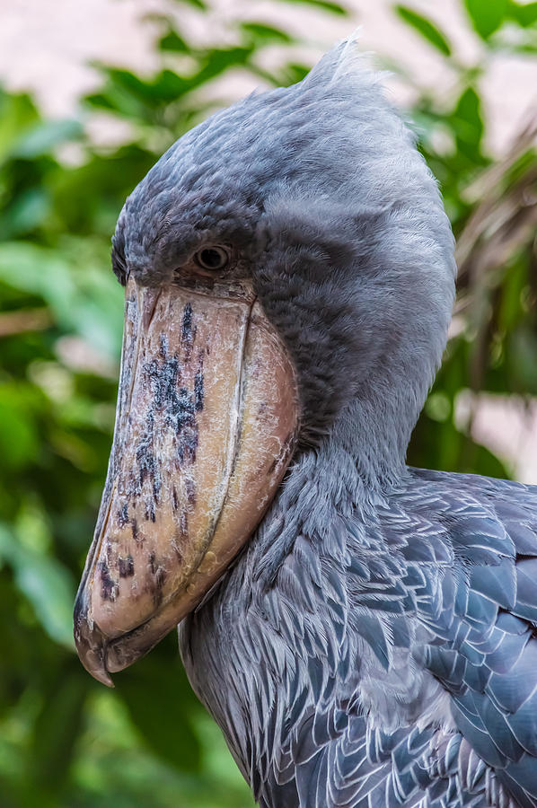 the shoebill stork