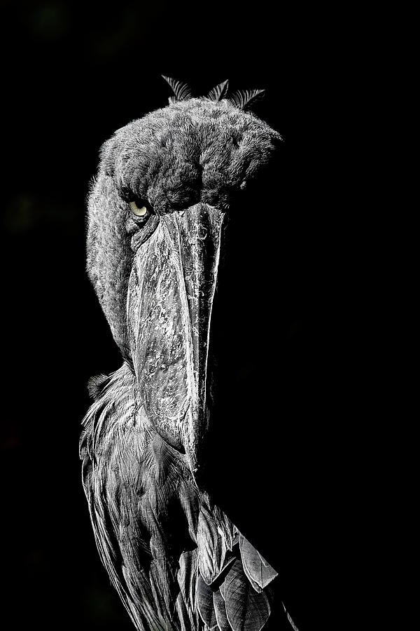 Wild Life Photograph - Shoebill stork by Sanin Alexandr