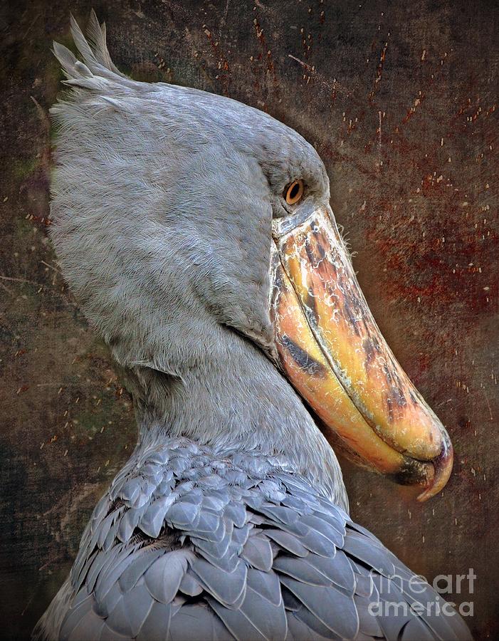 Shoebill Stork Photograph by Savannah Gibbs