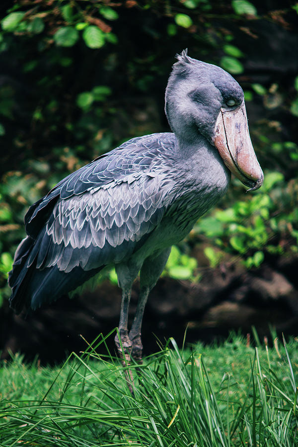 Shoebill Stork Side Portrait Photograph by Pati Photography
