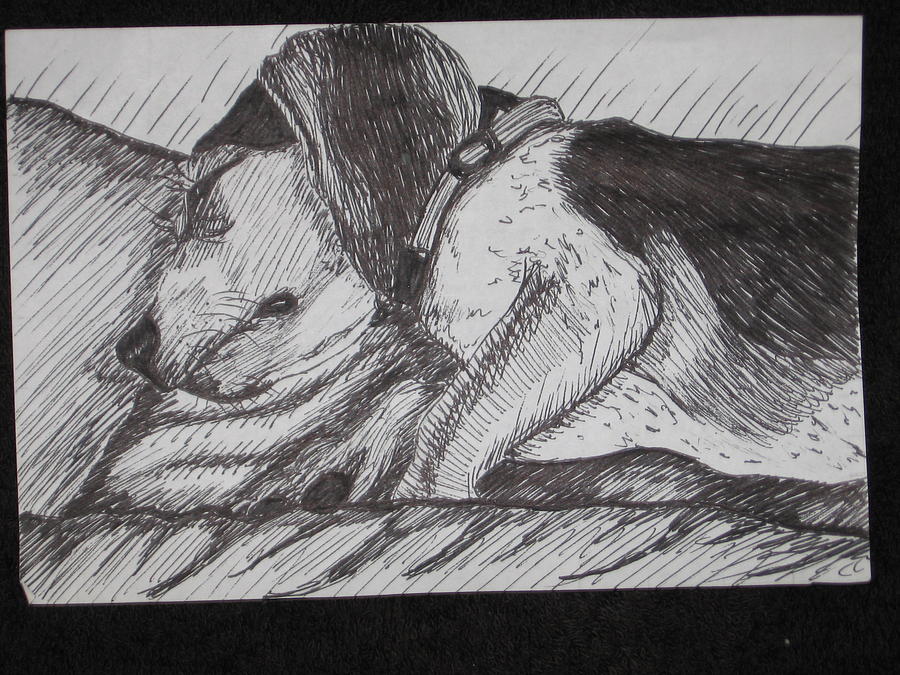 Shooter Sleeping Drawing by Sara Ashley Shooter Sleeping Drawing by Sara Ashley