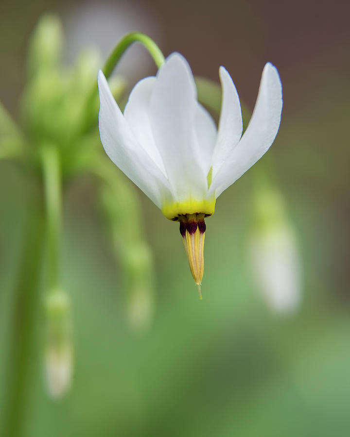 Shooting Star Wildflower Photograph by Marilyn Lamoreux