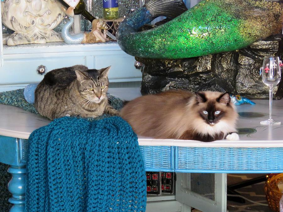Shop Cats Photograph by Keith Stokes Shop Cats Photograph by Keith Stokes