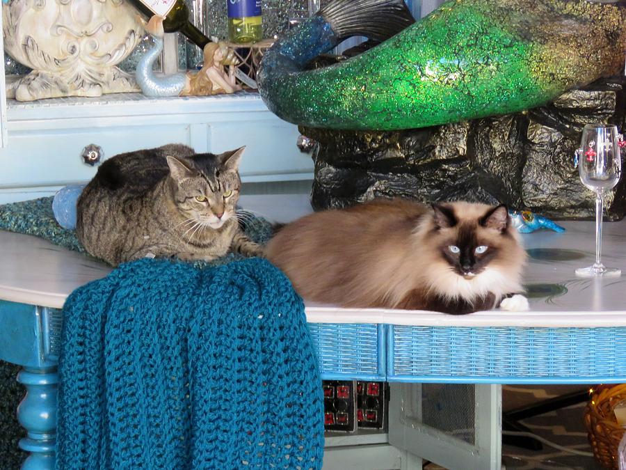 Shop Cats Photograph by Keith Stokes