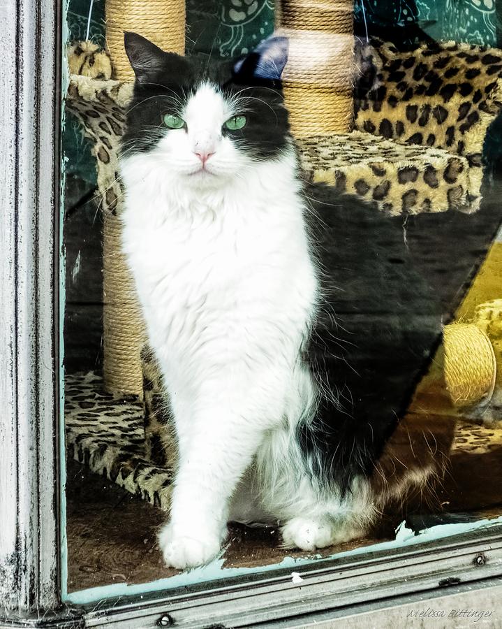 Shop Kitty Cat Downtown Store Window Display Photograph by Melissa Bittinger
